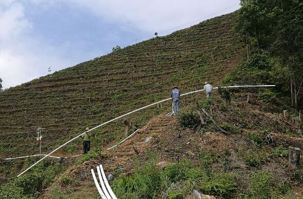 巧用滴灌，農(nóng)專(zhuān)家手把手教你種出好柚子！